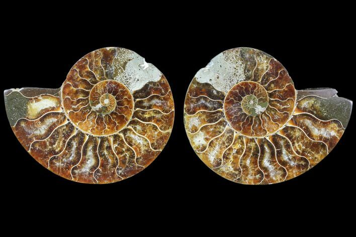 Bargain, Cut & Polished Ammonite Fossil - Agatized #78399